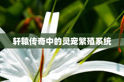 轩辕传奇中的灵宠繁殖系统