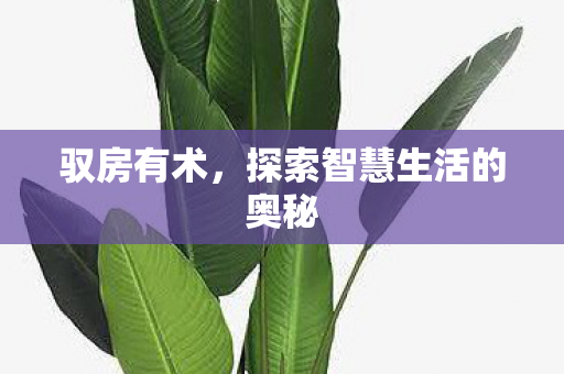 驭房有术,探索智慧生活的奥秘 驭房有术,探索智慧生活的奥秘