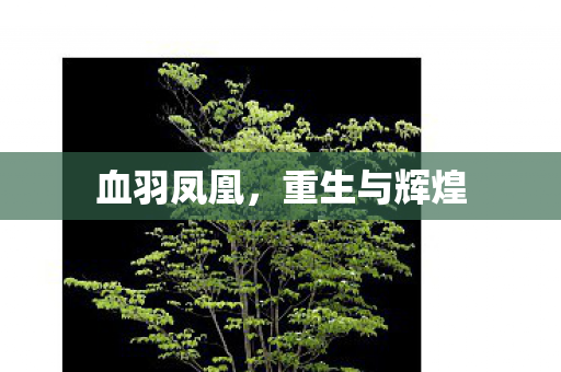 血羽凤凰，重生与辉煌