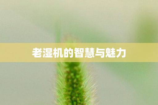老湿机的智慧与魅力