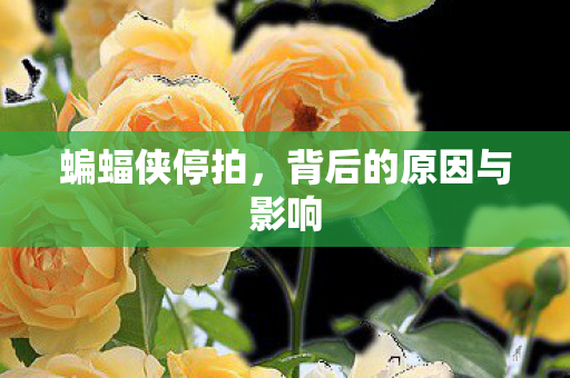 蝙蝠侠停拍,背后的原因与影响 蝙蝠侠停拍,背后的原因与影响