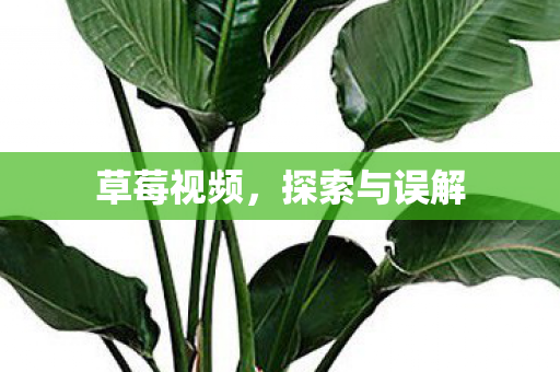 草莓视频,探索与误解 草莓视频,探索与误解