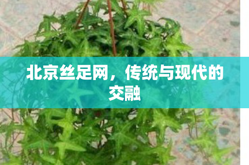 北京丝足网，传统与现代的交融