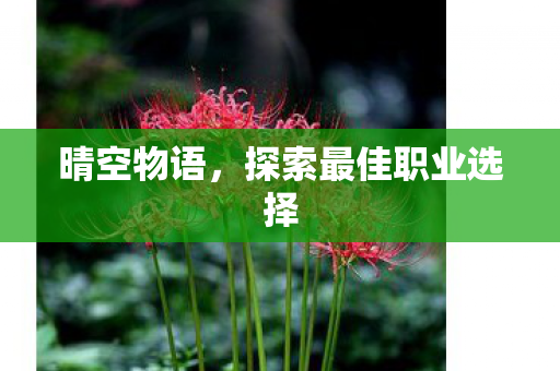 晴空物语，探索最佳职业选择