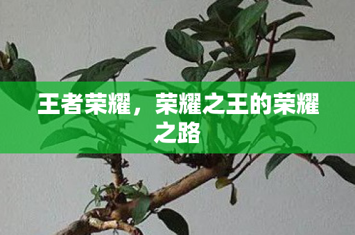 王者荣耀，荣耀之王的荣耀之路