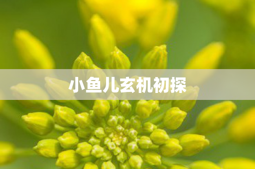 小鱼儿玄机初探