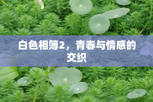 白色相簿2，青春与情感的交织