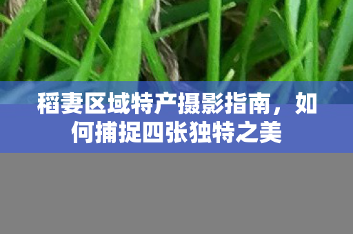 稻妻区域特产摄影指南，如何捕捉四张独特之美