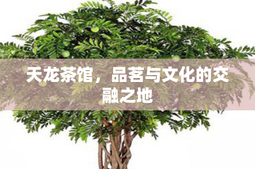 天龙茶馆，品茗与文化的交融之地