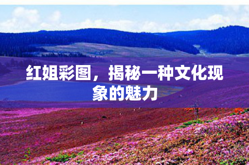 红姐彩图，揭秘一种文化现象的魅力