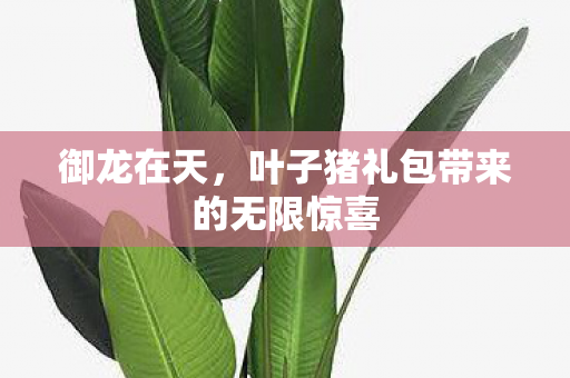 御龙在天，叶子猪礼包带来的无限惊喜