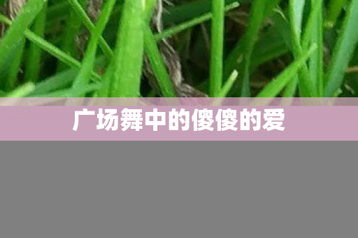 广场舞中的傻傻的爱
