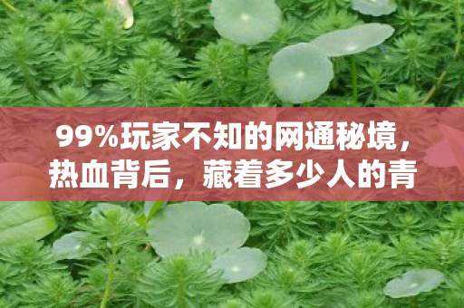 99%玩家不知的网通秘境,热血背后,藏着多少人的青春幻灭? 99%玩家不知的网通秘境,热血背后,藏着多少人的青春幻灭?