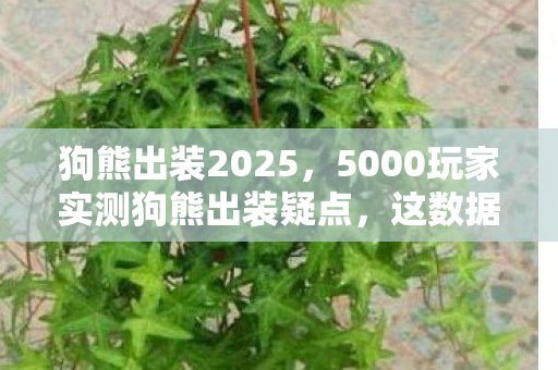 狗熊出装2025，5000玩家实测狗熊出装疑点，这数据绷不住，大神萌新当场吵翻天！