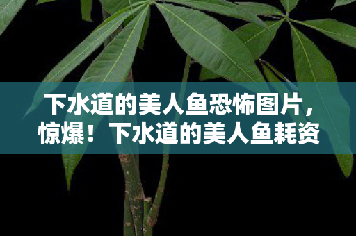 下水道的美人鱼恐怖图片,惊爆!下水道的美人鱼耗资800万隐情曝光,结局反转吓一跳! 下水道的美人鱼恐怖图片,惊爆!下水道的美人鱼耗资800万隐情曝光,结局反转吓一跳!