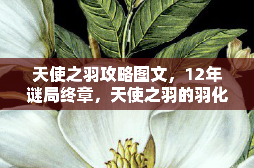 天使之羽攻略图文，12年谜局终章，天使之羽的羽化与重生，泪目见证