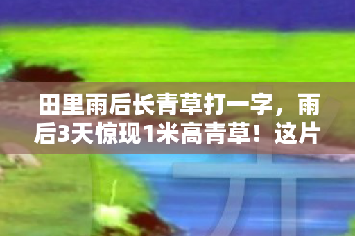 田里雨后长青草打一字,雨后3天惊现1米高青草!这片田地究竟藏着什么秘密? 田里雨后长青草打一字,雨后3天惊现1米高青草!这片田地究竟藏着什么秘密?