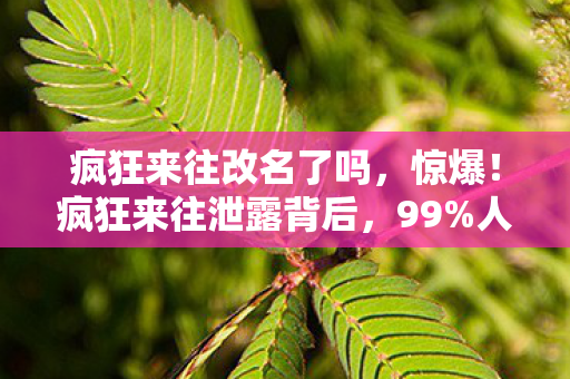 疯狂来往改名了吗,惊爆!疯狂来往泄露背后,99%人没料到的3大体验真相! 疯狂来往改名了吗,惊爆!疯狂来往泄露背后,99%人没料到的3大体验真相!