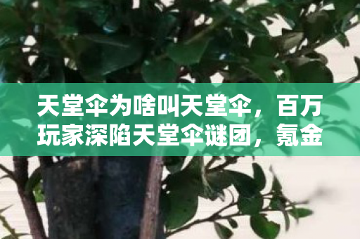 天堂伞为啥叫天堂伞,百万玩家深陷天堂伞谜团,氪金大佬与零氪肝帝集体破防! 天堂伞为啥叫天堂伞,百万玩家深陷天堂伞谜团,氪金大佬与零氪肝帝集体破防!