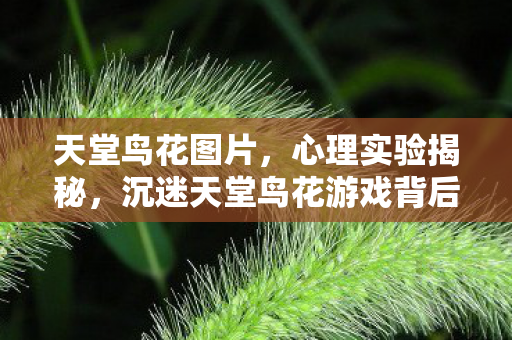 天堂鸟花图片,心理实验揭秘,沉迷天堂鸟花游戏背后,多巴胺陷阱细思极恐 天堂鸟花图片,心理实验揭秘,沉迷天堂鸟花游戏背后,多巴胺陷阱细思极恐