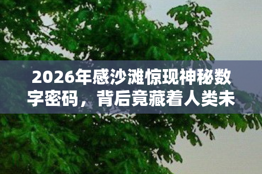 2026年感沙滩惊现神秘数字密码，背后竟藏着人类未知的……