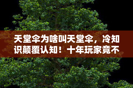 天堂伞为啥叫天堂伞,冷知识颠覆认知!十年玩家竟不知天堂伞真相,令人目瞪口呆! 天堂伞为啥叫天堂伞,冷知识颠覆认知!十年玩家竟不知天堂伞真相,令人目瞪口呆!
