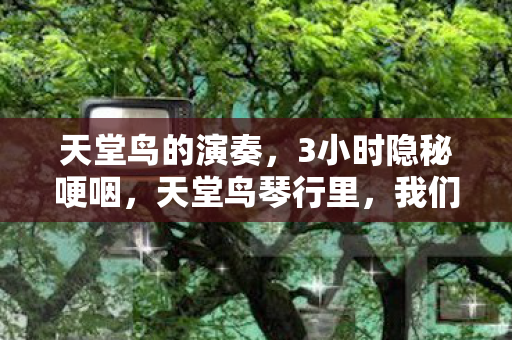 天堂鸟的演奏,3小时隐秘哽咽,天堂鸟琴行里,我们曾通宵弹奏的青春 天堂鸟的演奏,3小时隐秘哽咽,天堂鸟琴行里,我们曾通宵弹奏的青春