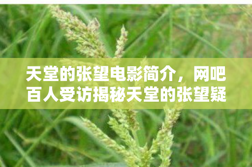天堂的张望电影简介,网吧百人受访揭秘天堂的张望疑点,这波剧情谁绷得住? 天堂的张望电影简介,网吧百人受访揭秘天堂的张望疑点,这波剧情谁绷得住?