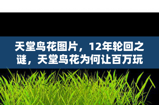 天堂鸟花图片，12年轮回之谜，天堂鸟花为何让百万玩家泪目？