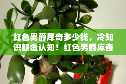 红色男爵库奇多少钱,冷知识颠覆认知!红色男爵库奇竟藏着目瞪口呆的隐形炸弹设计 红色男爵库奇多少钱,冷知识颠覆认知!红色男爵库奇竟藏着目瞪口呆的隐形炸弹设计