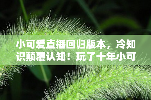 小可爱直播回归版本，冷知识颠覆认知！玩了十年小可爱直播，真相让我目瞪口呆！