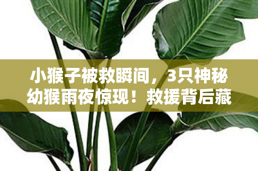 小猴子被救瞬间，3只神秘幼猴雨夜惊现！救援背后藏着怎样的惊人秘密？