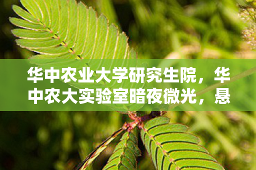 华中农业大学研究生院,华中农大实验室暗夜微光,悬案未解,毛骨悚然线索直指人心深渊 华中农业大学研究生院,华中农大实验室暗夜微光,悬案未解,毛骨悚然线索直指人心深渊