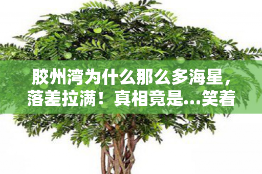 胶州湾为什么那么多海星,落差拉满!真相竟是…笑着笑着就哭了,45万斤海星背后的游戏人生 胶州湾为什么那么多海星,落差拉满!真相竟是…笑着笑着就哭了,45万斤海星背后的游戏人生