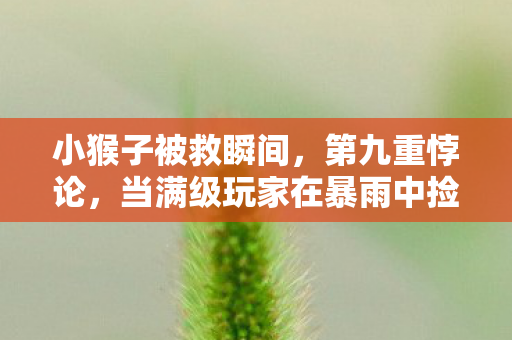 小猴子被救瞬间，第九重悖论，当满级玩家在暴雨中捡到比账号更珍贵的生命