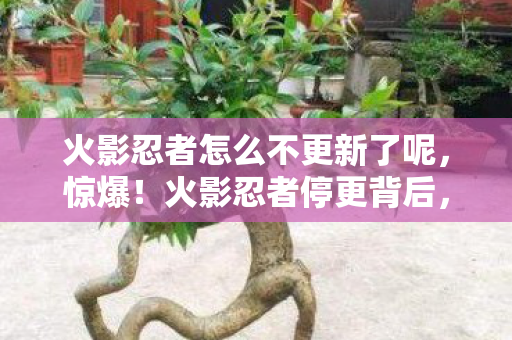 火影忍者怎么不更新了呢，惊爆！火影忍者停更背后，3000万预算蒸发+惊天隐情，真相让人吓一跳！
