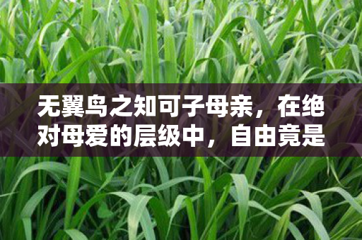 无翼鸟之知可子母亲，在绝对母爱的层级中，自由竟是悖论的震颤之魂