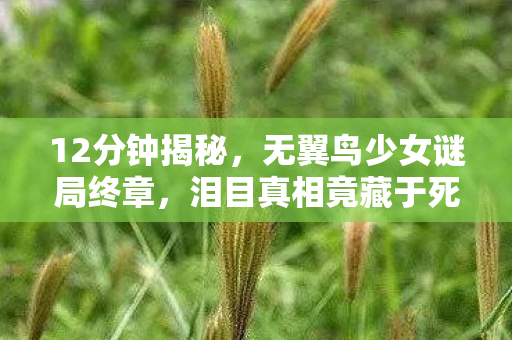 12分钟揭秘，无翼鸟少女谜局终章，泪目真相竟藏于死亡时间线