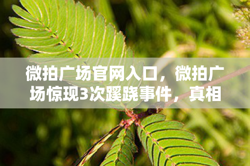 微拍广场官网入口，微拍广场惊现3次蹊跷事件，真相揭晓瞬间让人后背发凉！