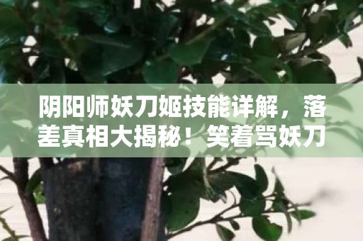 阴阳师妖刀姬技能详解，落差真相大揭秘！笑着骂妖刀姬，笑着笑着就哭了……
