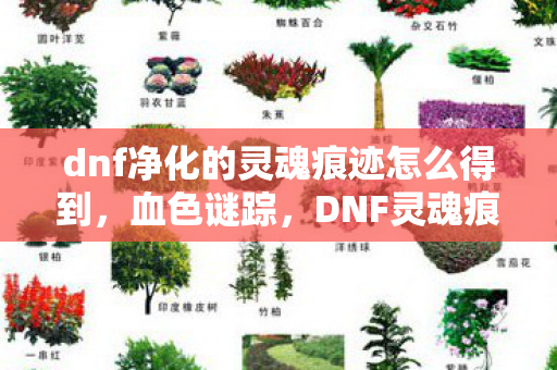 dnf净化的灵魂痕迹怎么得到,血色谜踪,DNF灵魂痕迹背后的杀戮悬案与毛骨悚然真相 dnf净化的灵魂痕迹怎么得到,血色谜踪,DNF灵魂痕迹背后的杀戮悬案与毛骨悚然真相